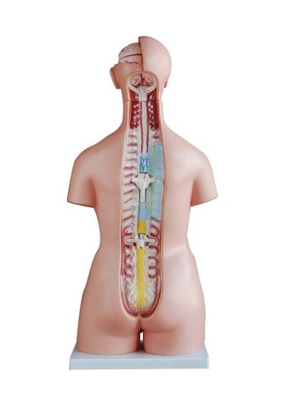 Insan Anatomi Maketi - 85 Cm. 40 Parçalı