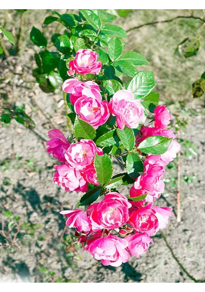 Minyatür 1 Adet Pembe Gül Fidanı 1. Kalite 30-55cm Saksılı Miniature Pink Rose