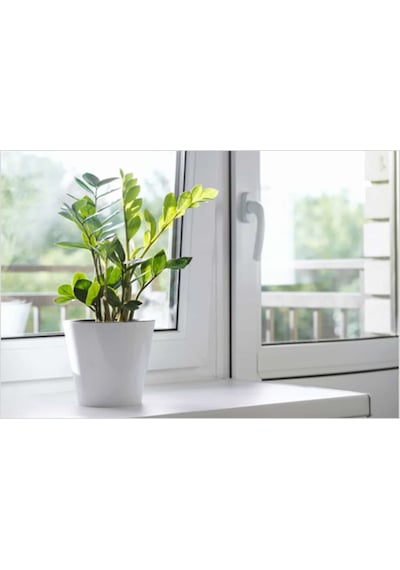 Zamia Zeze Çiçeği 3 Adet