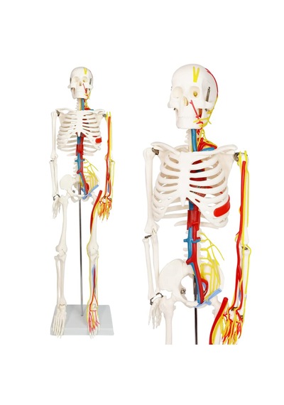 İnsan İskeleti Modeli Sinirler, Kan Damarları Ve Kalp İçerir , 85 Cm - İskelet Maketi 01