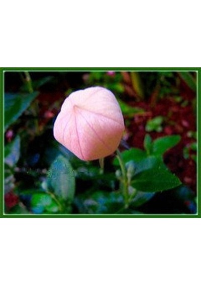 10 Adet Pink Balloon Tohumu