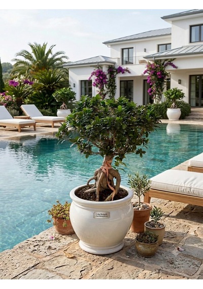 40 Yaşında Ithal Ficus Ginseng Bonsai Ağacı - Özel Koleksiyon Canlı Bitki