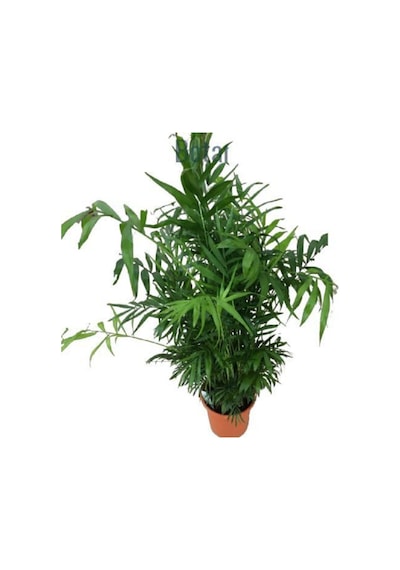 Videolu Areka Palmiyesi 1 Adet Saksılı 100-120cm Ev Ofis Dekoratif Canlı Bitki Dypsis Lucentes