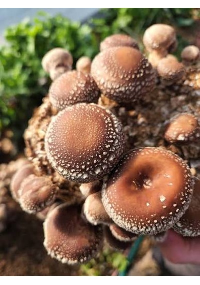 100 Gram Şitake Schiitake Mantar Tohumu 1 Adet