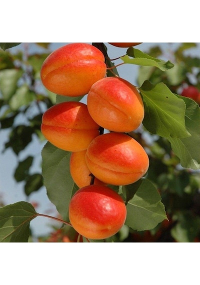 Tüplü Aşılı Aldeniz Perfect Red Cinsi Kayısı Fidanı +80cm