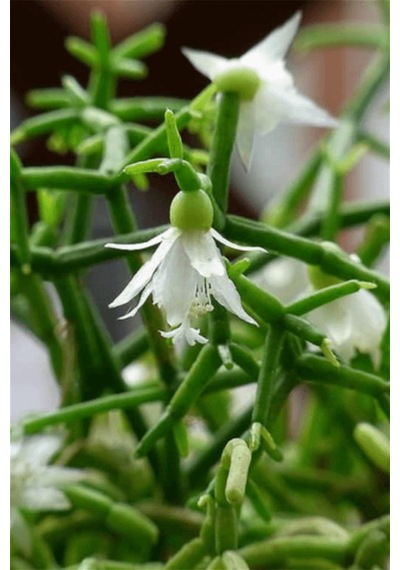 Rhipsalis Cereuscula | Askılı Saksıda