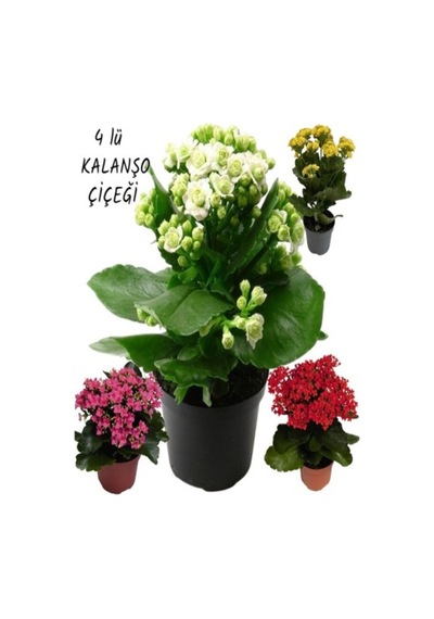 Kalanşo Kalanchoe Çiçeği Fidanı Fidesi 10-20 Cm 4 Adet