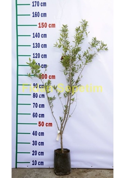 3 Yaş Deve Dişi Nar Fidanı Tatlı