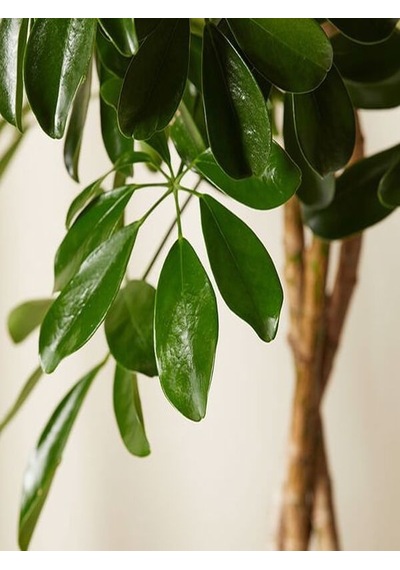 Serada Decor Plant Yeşil Şeflera Tek Dallı Salon Bitkisi Schefflera 70-80 Cm İç Mekan Bitkisi