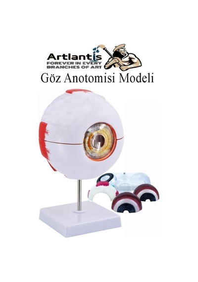 Göz Anatomisi Modeli 1 Adet İnsan Gözü Anatomik Modeli Deney Bilim