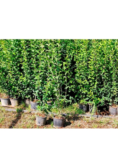 Ligustrum Kurtbağrı 10 Adet 100-120 Cm - Çit Bitkisi Büyük Boy