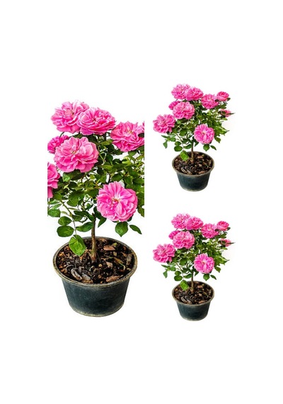 Videolu Yediveren Isparta Gülü Pembe Renkli Kokulu 50 90 Cm 1 Adet Tüplü Aşılı Gül Pink Rose
