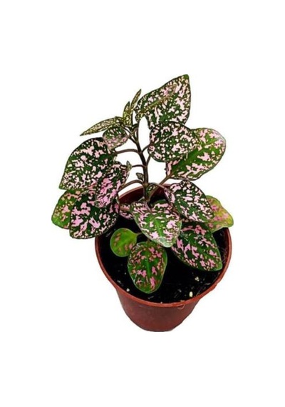 Pembe Fittonia Hostes Çiçeği Fidanı 10-20 Cm