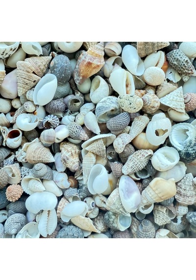 120 Adet, Akvaryum Dekor, Teraryum,saksı, Süsleme İçin Karışık Dekoratif Doğal Deniz Kabukları