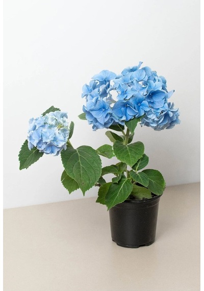 Videolu 1 Adet Mavi Renk Ortanca Çiçeği Fidanı 30-60 Cm Saksılı Çiçekli Bodur Bitkiler Hydrangea