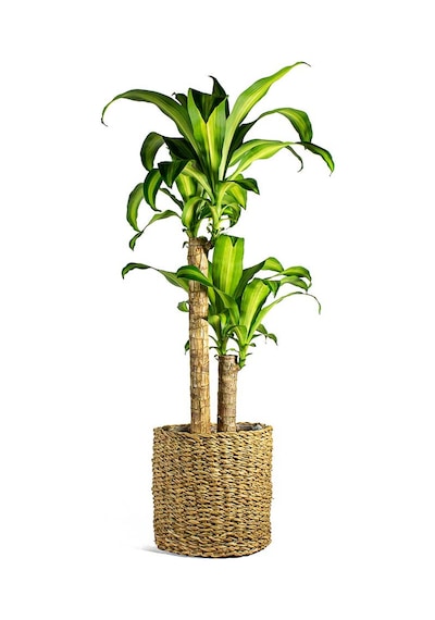 Dracena Massengena 2’li 100-120 cm
