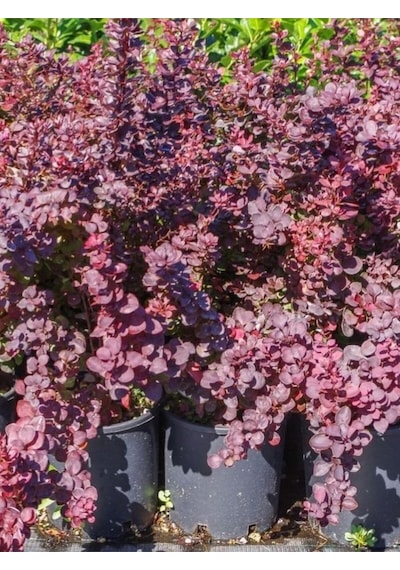 Videolu Roket Berberis Fidanı 1 Adet Saksılı 40- 60 Cm Bahçe Çit Bitkisi Vendita Pianta