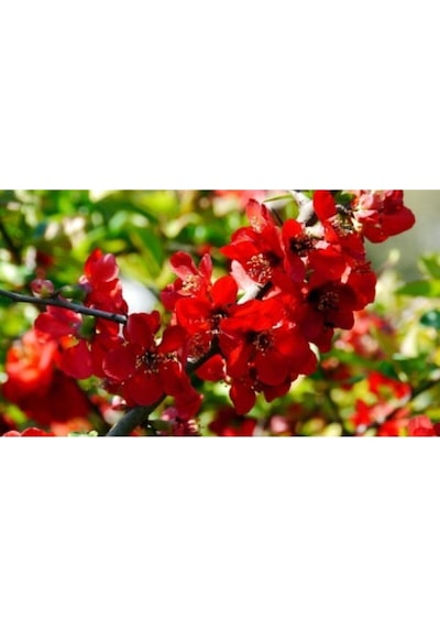 Kırmızı Bahar Dalı Çiçeği Fidanı 40-60 Cm Saksılı Çiçekli Bodur Bitkiler Red Spring Branch