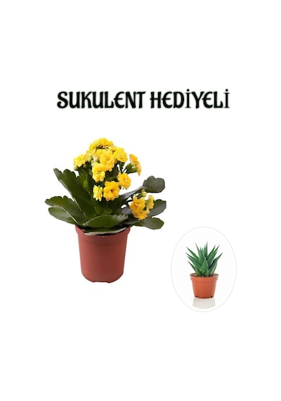 Kadınlar Gününe Özel Sarı Renk Kalanşo-emel Hanım Çiçeği Sukulent Hediyeli