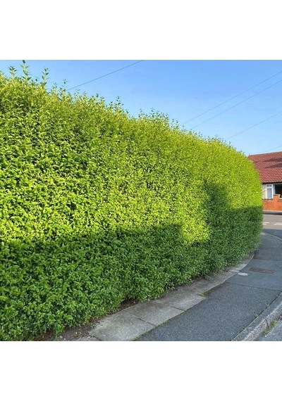 Ligustrum Kurtbağrı 10 Adet 100-120 Cm - Çit Bitkisi Büyük Boy