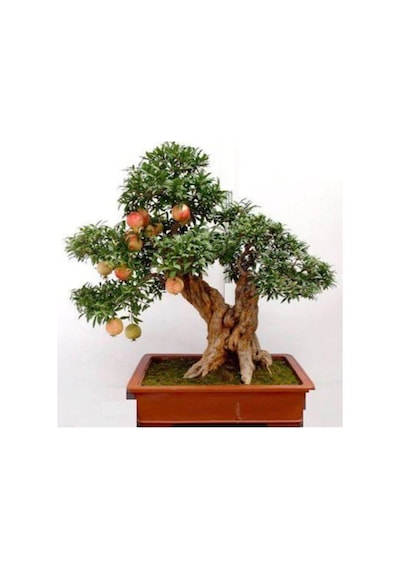 Nadir Ithal Bodur Nar Bonzai Ağacı Tohumu 5 Tohum Bonsai Tohumu