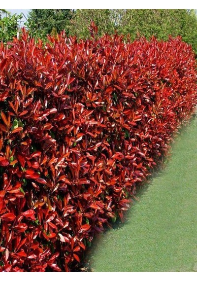 Videolu 1 Adet Alev Çalısı Çiçeği Fidanı 40-60cm Saksılı Burning Bush