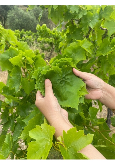 Gustolea Nature Manisa Sultaniye İlk Hasat İnce Damarsız Salamura Uç Asma Yaprağı 2026 Yeni Sezon