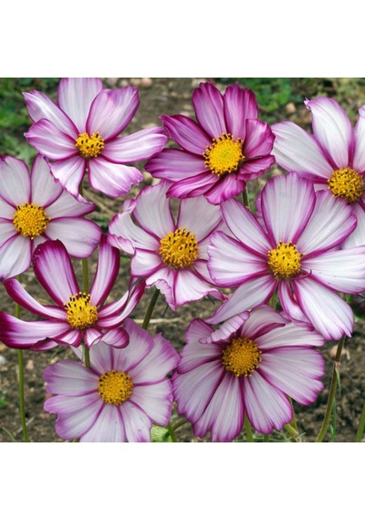 30+ Cosmos Picotee Çiçek TohumuMuhteşem Çiçekli N111826