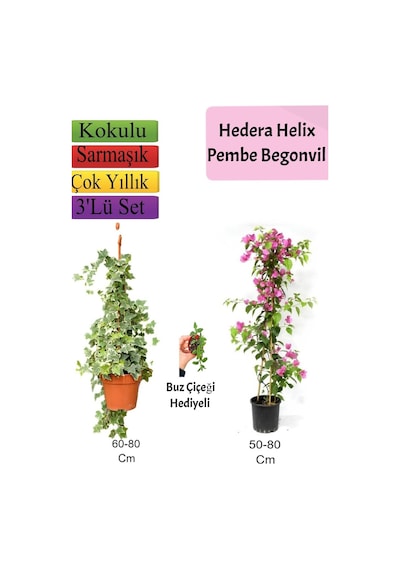 Hedera Hex Sarmaşığı+ Pembe Begonvil+ Buz Çiçeği