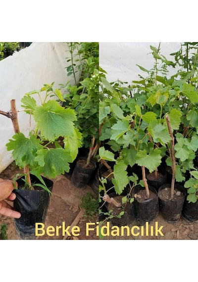 2 Yaş Trakya Ilkeren Üzüm Fidanı -Açık Kök-