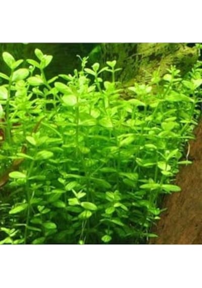 Rotundifolia In Canlı Bitki Çok Renkli