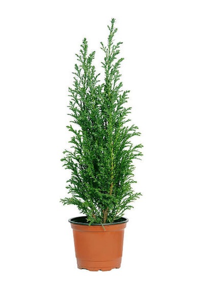 Videolu Limon Kokulu Limon Çamı 1 Adet Saksılı/ Tüplü 30-60 Cm Cupressus Macrocarpa