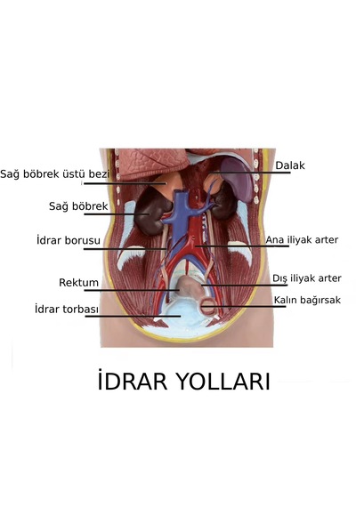 İnsan Vücudu Modeli Torso 50 Cm 11 Parça Cinsiyetsiz Kaideli 1