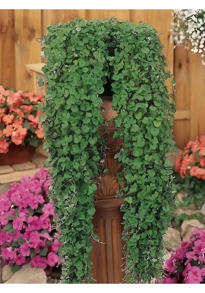 Dichondra Repens Soğuğa Dayanıklı Fare Kulağı Bitkisi Saksılı 10-15cm
