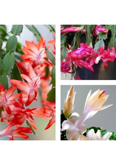 3 Adet Yılbaşı Çiçeği 30-45 Cm Saksılı Çiçekli Bodur Bitkiler Euphorbia Pulcherrima