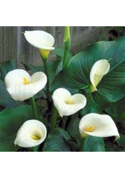 5 Adet Tohum Nadir Beyaz Calla Lily Çiçek Tohumu