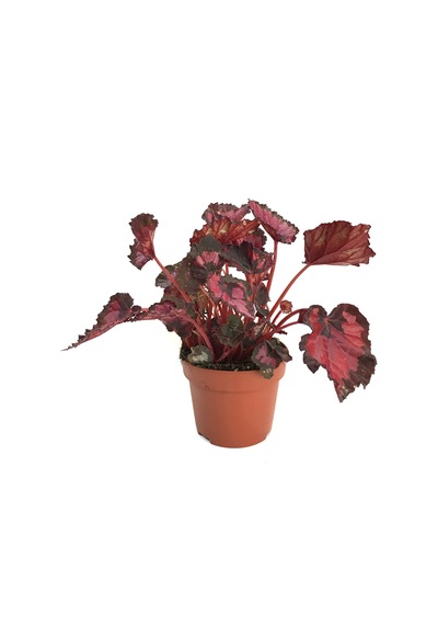 Begonia Rex 'red Tango' Begonia Çiçeği