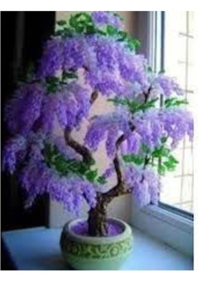 30 Adet Tohum Bodur Jakaranda Bonsai Ağacı Mavi Jakaranda Tohumu Saksı Toprak Hediyemizdir