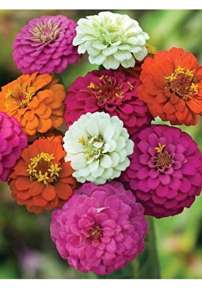 Zinna Çiçeği Tohumu 30 Adet Zinnia Do Cinnamon Seed N11638