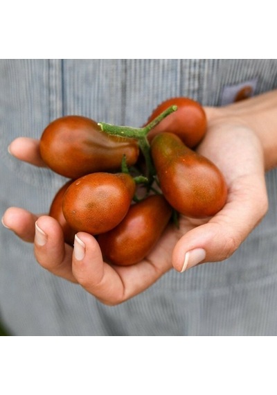 Çikolata Ampül Domatesi Chocolate Pear Domates Tohumu 15 Tohum