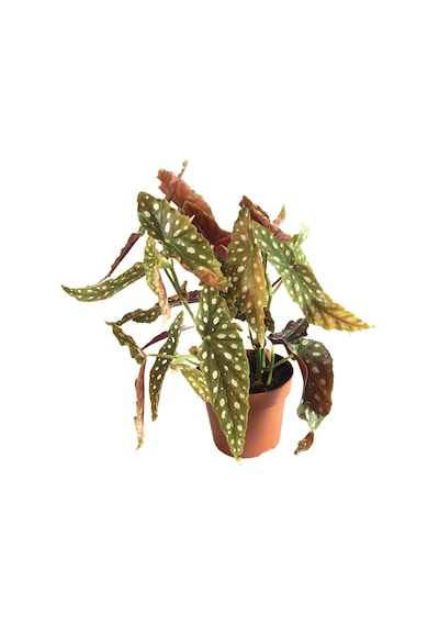 Begonia Maculata (Begonya Çiçeği) Ø12 CM Y30-35 CM
