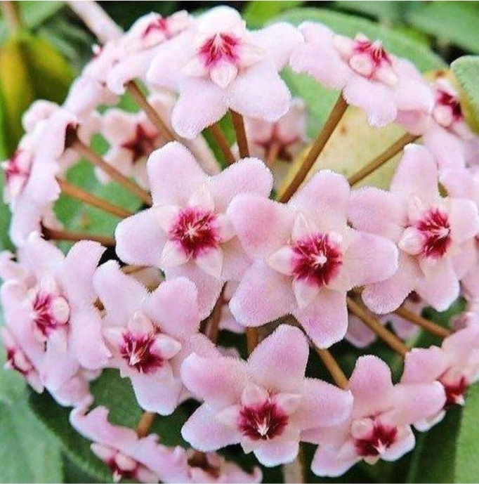 Mum Çiçeği Fidanı 10-20 Cm Kokulu Pembe Renk
