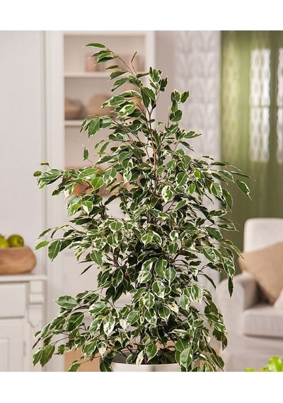 Ficus Benjamin 90-110 Cm