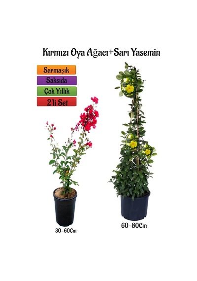 Çok Avantajlı Kırmızı Oya Ağacı Fidanı+sarı Yasemin Fidanı 2'li Bahçe Peyzaj Seti
