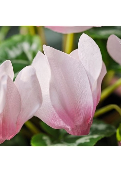Ikea Fejka Yapay Bitki, Açık Pembe, 12 Cm, İç-dış Mekan Dağ Menekşesi