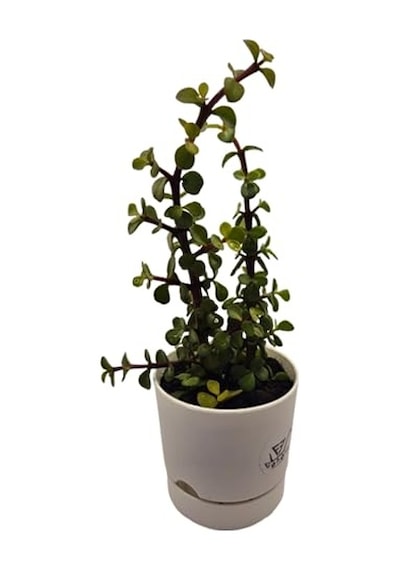 Para Çiçeği Crassula Ovata Canlı Bitki, Saksılı, 10cm Çap, 25cm Yükseklik, Karışık Renkli Saksı, Hediye Kutu Diğer