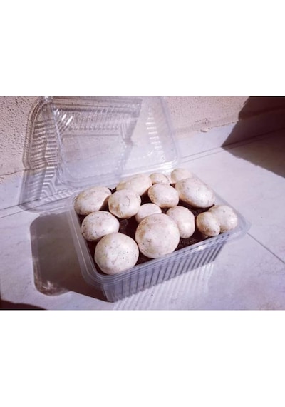 Kültür Mantarı Ekili Kutu Ve Eğitim Kılavuzu