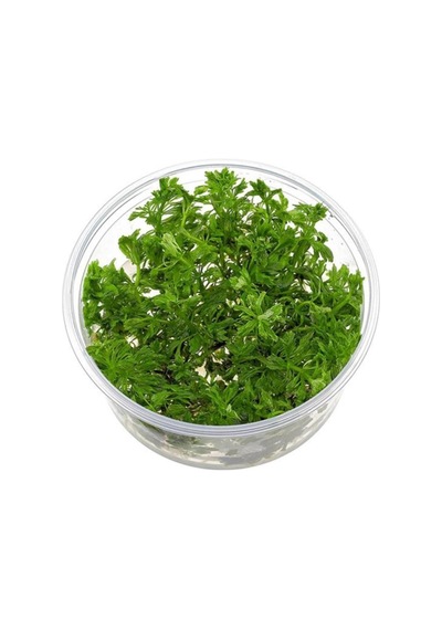 Limnophila Sessiliflora In Vitro Canlı Bitki