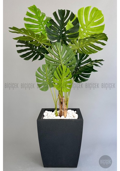 Yapay Monstera Ağacı Deve Tabani 180 Cm Antresi T Kemer Saksıda Antresit