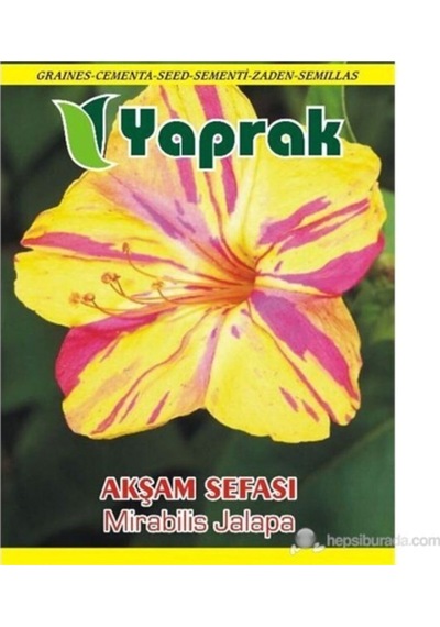 Çiçek Tohumu Akşam Sefası